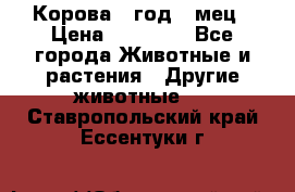 Корова 1 год 4 мец › Цена ­ 27 000 - Все города Животные и растения » Другие животные   . Ставропольский край,Ессентуки г.